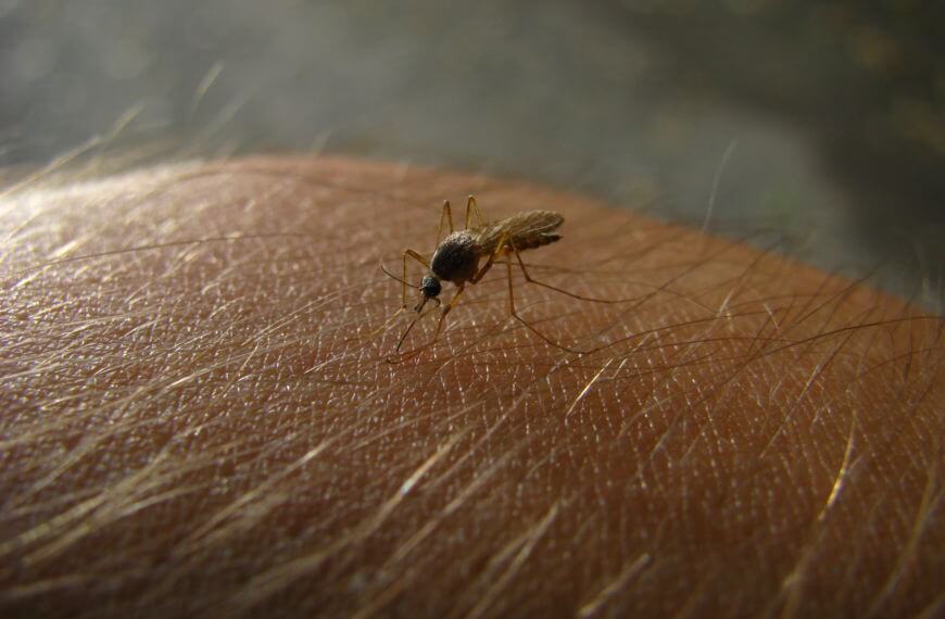 Proteja-se contra a dengue